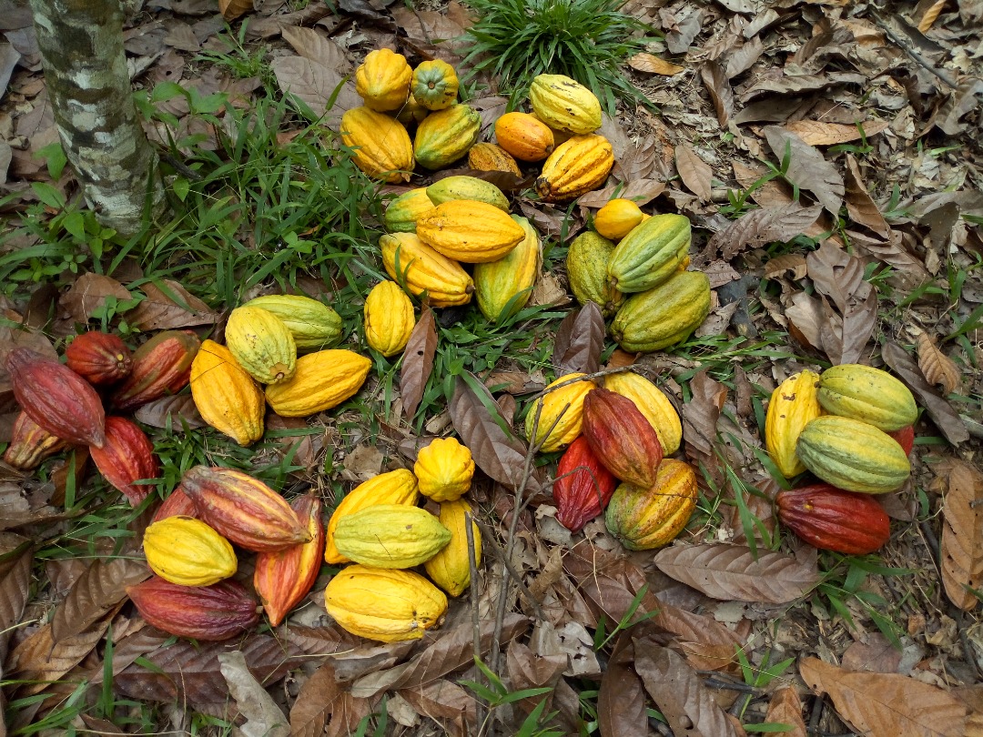 Traçabilité du cacao